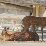 Olomoucká zoo vydala plemennou knihu vzácného siky vietnamského