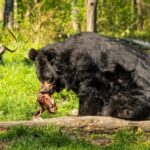 V ostravské zoo se zabydluje samec medvěda ušatého převezený ze zámku Konopiště