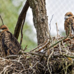 Zoo Brno odchovala kriticky ohrožené luňáky hnědé