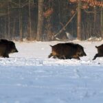 Policie začne v Libereckém kraji od pondělí znovu s odstřely divokých prasat