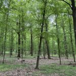 Rozhovor s lesníkem Janem Kadavým o středním lese, výstavcích a polykormonech