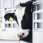 Sněmovní výbor dnes schválil omračování zvířat před halal a košer porážkami