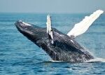 Velryby hromadí živiny na severu a převážejí je do tropů, kde jich je málo, říká biolog Sedláček