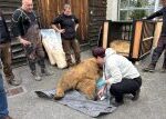 Zoo Hluboká přesune dva ohrožené medvědy plavé do Indonésie