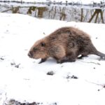 Bobři jako spojenci v adaptaci na změnu klimatu
