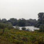 ČIŽP podezřívá z loňské otravy ryb v Odře dvě firmy, obě si mohou podat námitky
