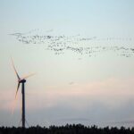 Francouzský soud pozastavil provoz větrné elektrárny kvůli ochraně ptáků