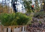 Jak vzniká les? ‚Vím, že se nedožiju toho, kdy se obnoví,‘ říká správce Kolář