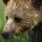 Medvědice napadla turistu v polských horách, přežil se zraněním