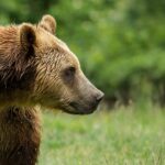 U krkonošské Stezky korunami stromů v Janských Lázních budou žít medvědi hnědí