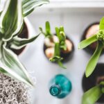 V botanické zahradě v Liberci dnes mohli lidé poprvé směnit rostliny