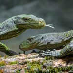 V pražské zoologické zahradě jsou nově k vidění dva varani Salvadoriovi