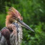 V zoo Dvůr se poprvé narodila volavka obrovská