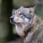 Záchranným centrem v táborské zoo za necelý rok provozu prošlo devět zvířat