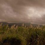 Zimbabwe vyplatilo první odškodnění bělošským farmářům, kteří přišli o majetek