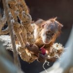 Mladý orangutan Harapan oslavil v Zoo Praha první narozeniny