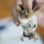Nový výzkumný projekt zkoumá soužití lidí a netopýrů