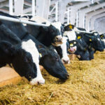 Personální a platová situace je kritická, píšou zaměstnanci veterinární správy