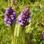 Rozkvétají vzácné orchideje