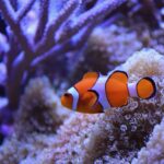 Rybky klauni se zmenšují, aby přežily oceánské vlny veder, zjistili vědci