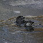 Těžké kovy i PFAS. Uhynulé vydry odhalují znečištění řek