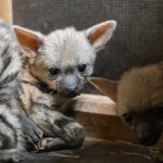 V Safari Parku ve Dvoře se zopakoval světově výjimečný odchov hyenek hřivnatých