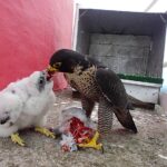 V Temelíně se vylíhla čtyři mláďata kriticky ohroženého sokola stěhovavého
