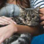 Veterinářka: Obezita ohrožuje domácí kočky stejně jako lidi, hrozí jim cukrovka