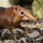 Zoo Dvůr Králové začala chovat bércouny Petersovy