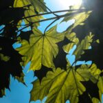 Frýdek-Místek chystá další úpravy Frýdeckého lesa, vznikne v něm lesopark