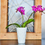 Jak vzkřísit orchidej bez kořenů a těšit se z jejích květů dál