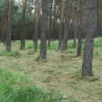 Lesy ČR vyhlašují program 100 ostrovů obnovy přírody