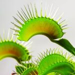 Na výstavě v Botanické zahradě Praha jsou desítky druhů masožravých rostlin
