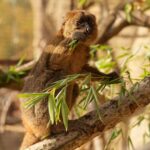 Ostravská zoo odchovává kriticky ohrožené lemury širokonosé