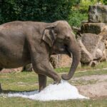 Pražská zoo instalovala kvůli vedru nová mlžítka, zopakuje i ledové dny