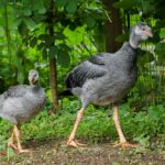 Pražská zoo odchovala mláďata jihoamerického ptáka čáji obojkové