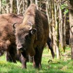 Stádo zubrů v olomoucké zoo se letos na jaře rozrostlo o dvě mláďata