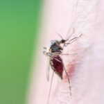 Účinné tipy: Jak vyhnat komáry z balkonu a zahrady