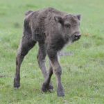 V plzeňské zoo se narodil sameček zubra evropského, jde o 17