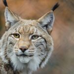 V plzeňské zoo se narodila trojčata rysů červených