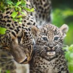 V Safari Parku Dvůr Králové se po třech letech narodili vzácní levharti perští