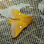 Zlínský kraj přispěje na obnovu biotopů, kde žije vzácný motýl bourovec trnkový