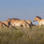 Zoo Praha vypustila šest koní Převalského do volné přírody v Kazachstánu