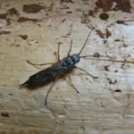 Borové lesy ohrožuje invazní pilořitka borová