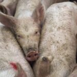 Chovateli na Nymbursku odebrali kvůli týrání a špatným podmínkám 15 zvířat