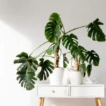 monstera-kroucenim-listu-signalizuje-zizen