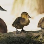 Ostravské zoo se podařilo rozmnožit kriticky ohrožené poláky východní