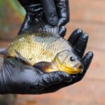 Pracovníci pražské zoo vypustili do nádrže v Michli ohrožené karase obecné