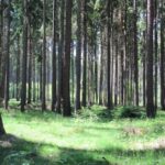 Pražští lesníci loni více sázeli i káceli