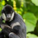 V liberecké zoo se po několika letech narodil kriticky ohrožený gibon bělolící